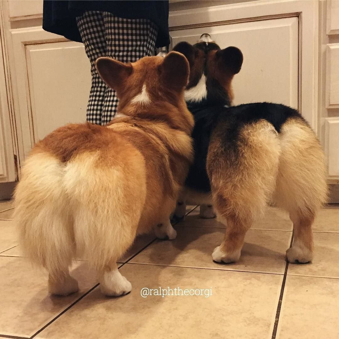 Вельш корги сзади