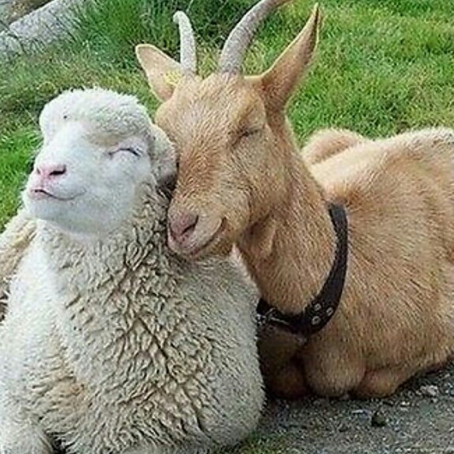 Бараниха животное