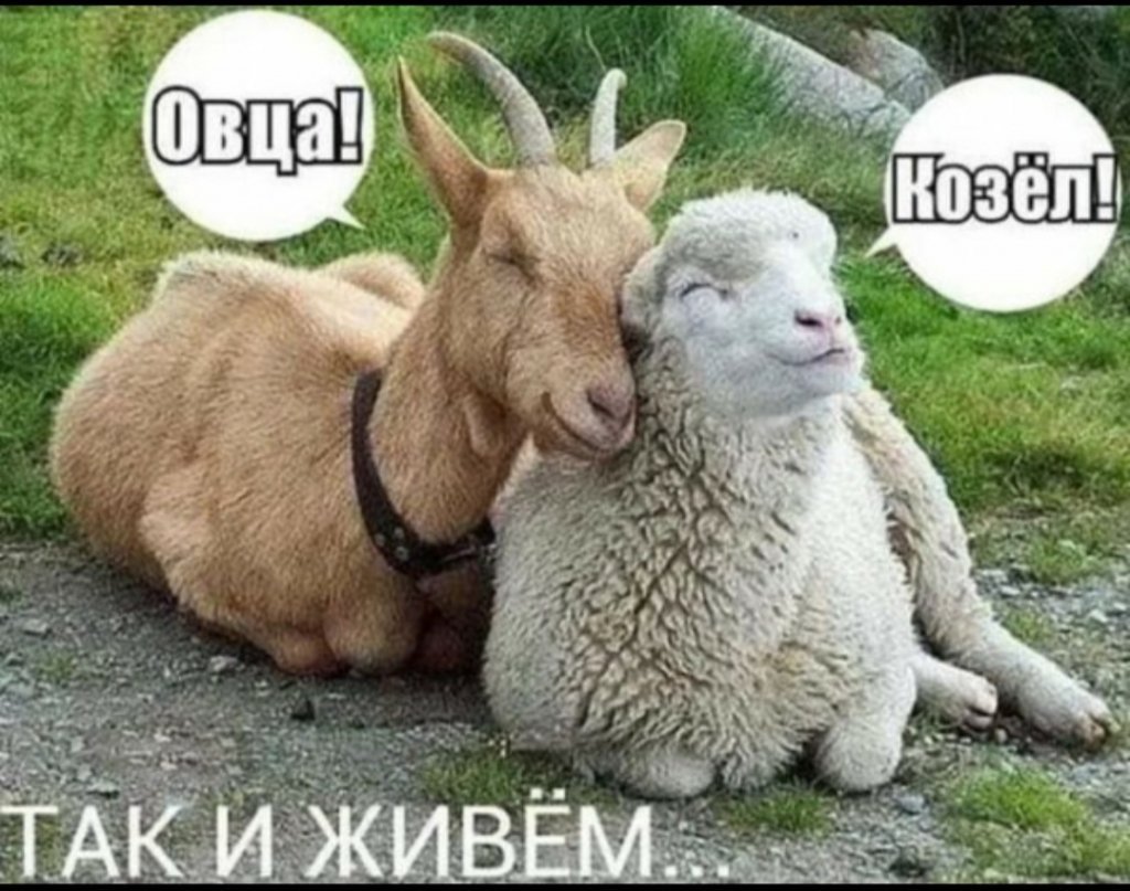 Козёл Овечка