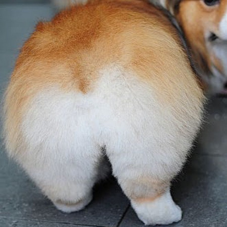 Вельш корги сзади