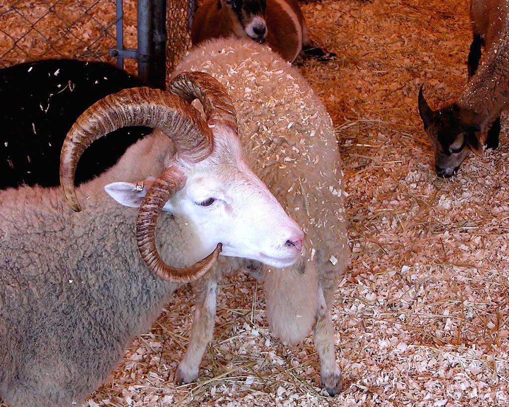 Гибрид овцы и козы