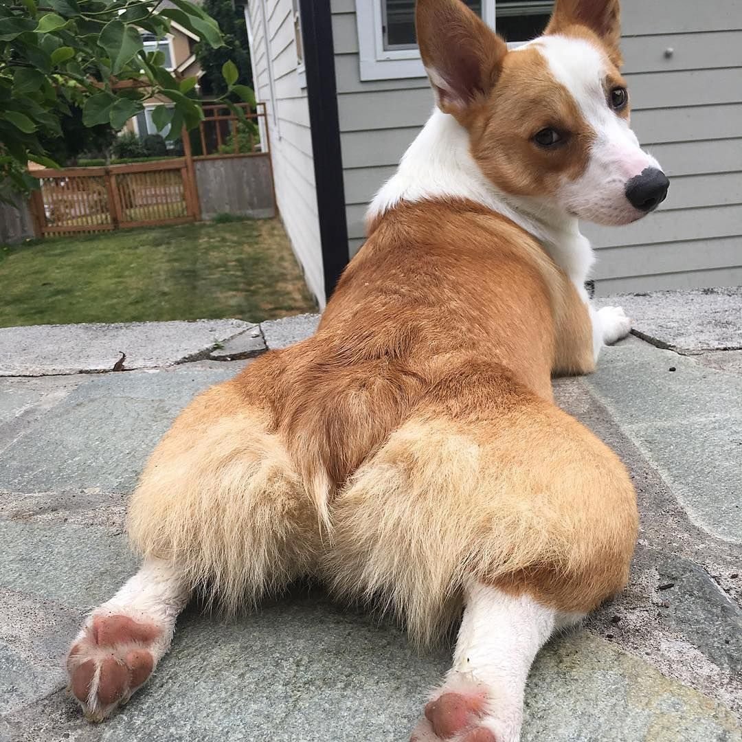 Вельш корги сзади