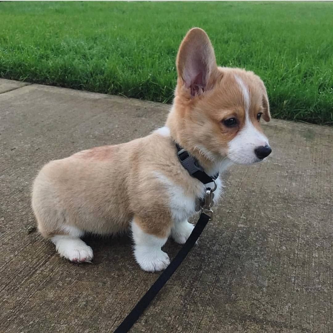 Вельш корги пемброк сзади