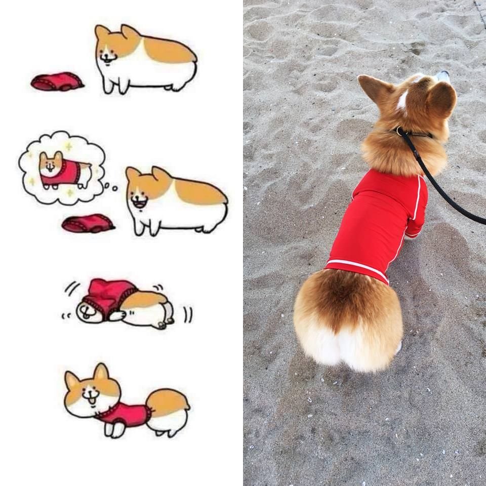 Корги в одежде смешной