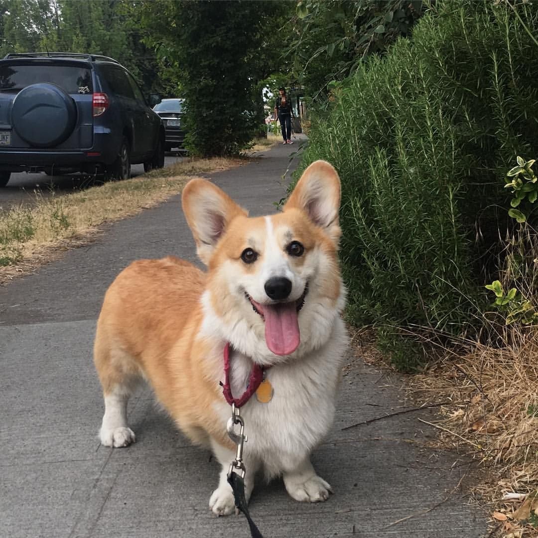 Корги сзади