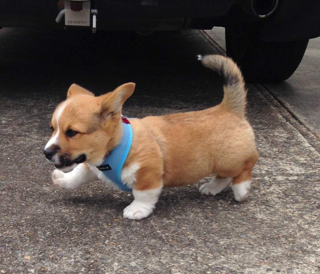 Бойцовский корги