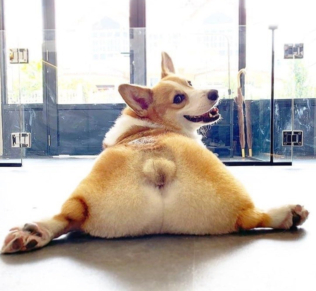 Корги булка