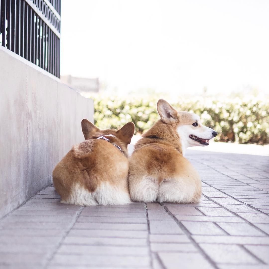 Корги пемброк высокие лапы