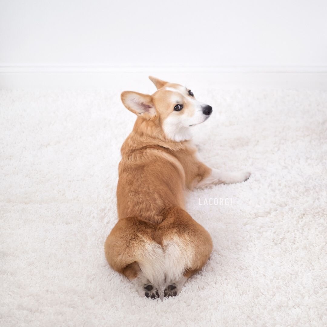 Корги сидит спиной