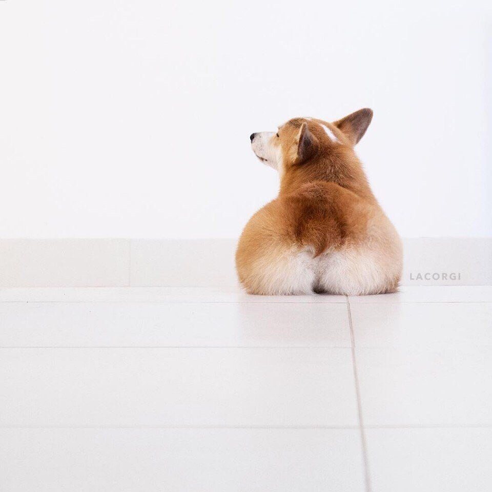 Корги пемброк вид сзади