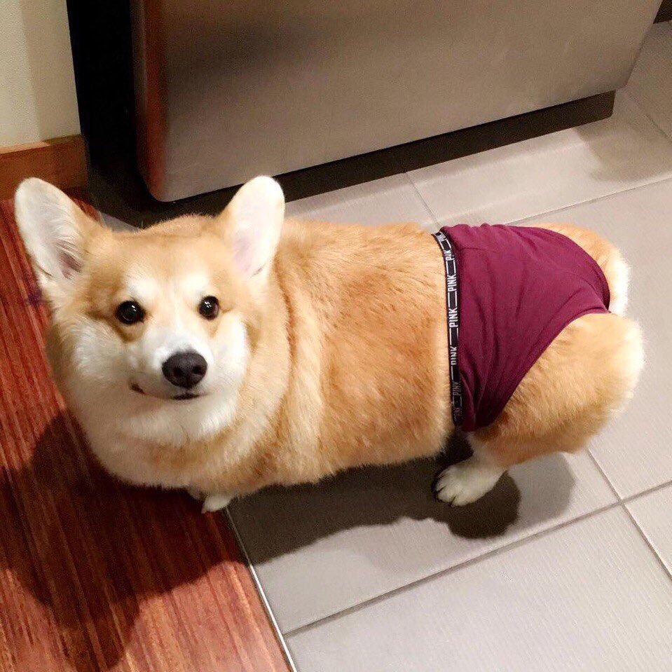 Вельш корги толстый