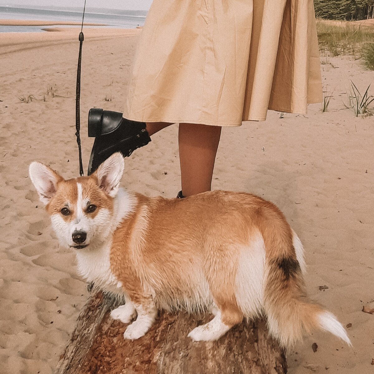 Корги коргишьян