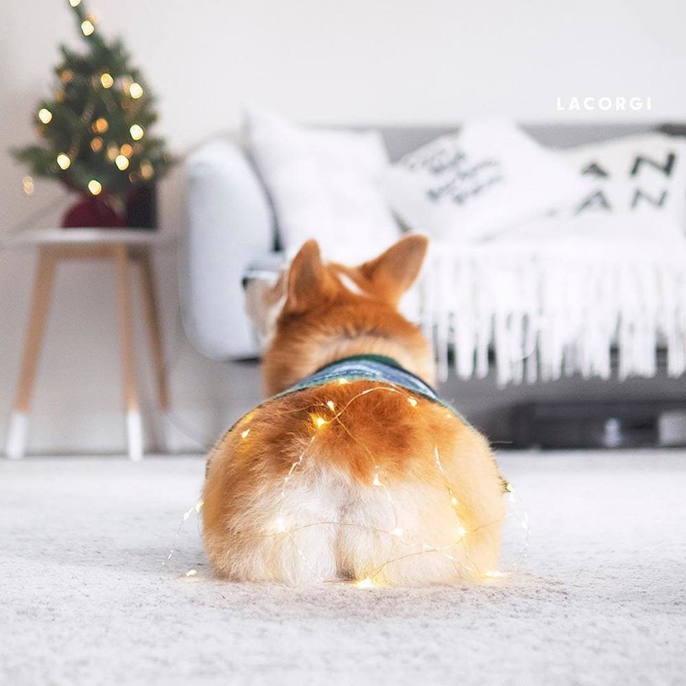 Когти корги