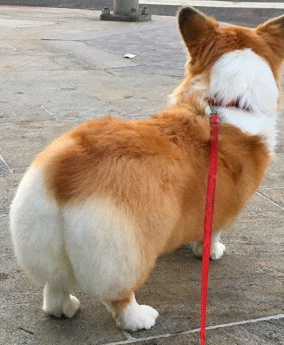 Корги вельш корги пемброк попа