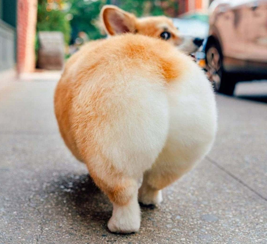 Корги собака жепка