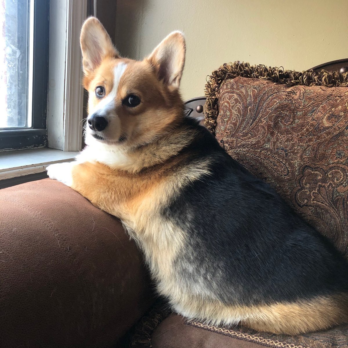 Корги за 6000