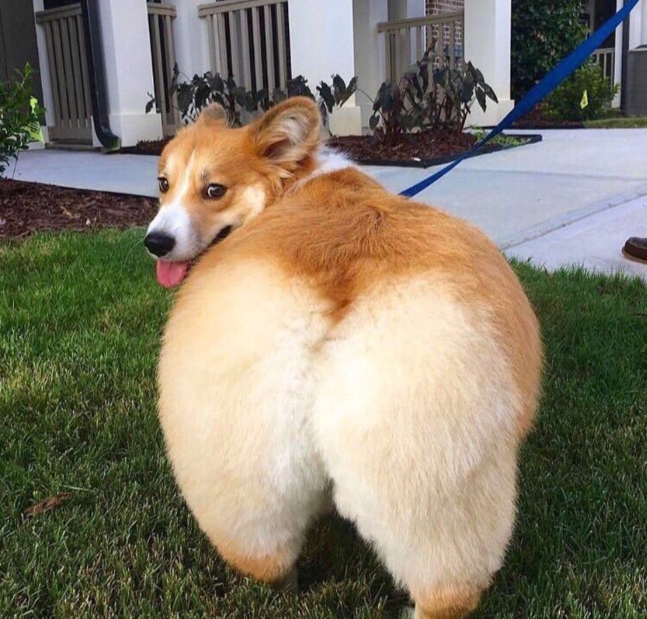 Корги жеппа