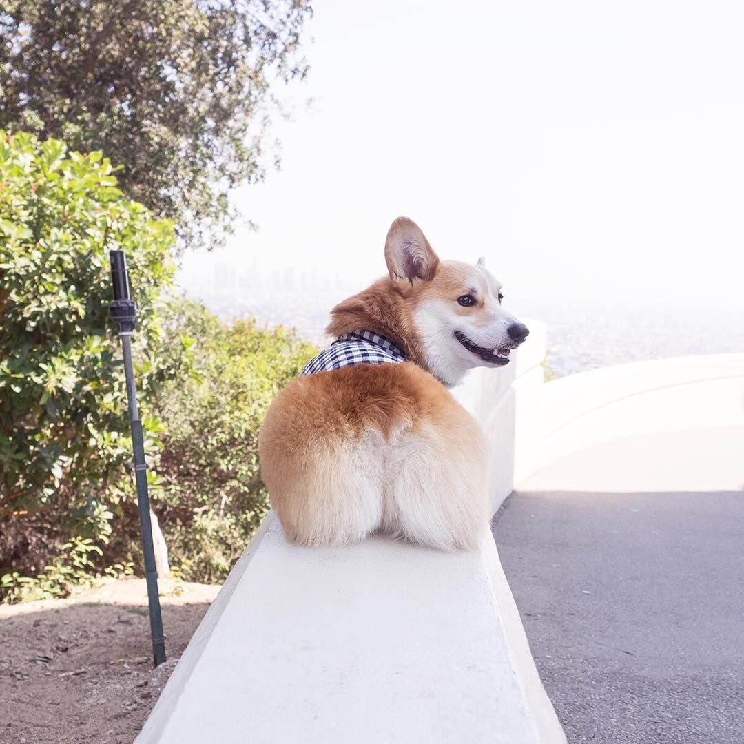 Корги кардиган смешные