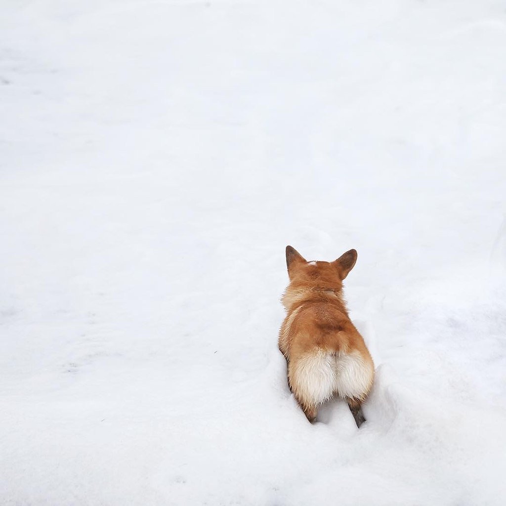 Корги в сугробе