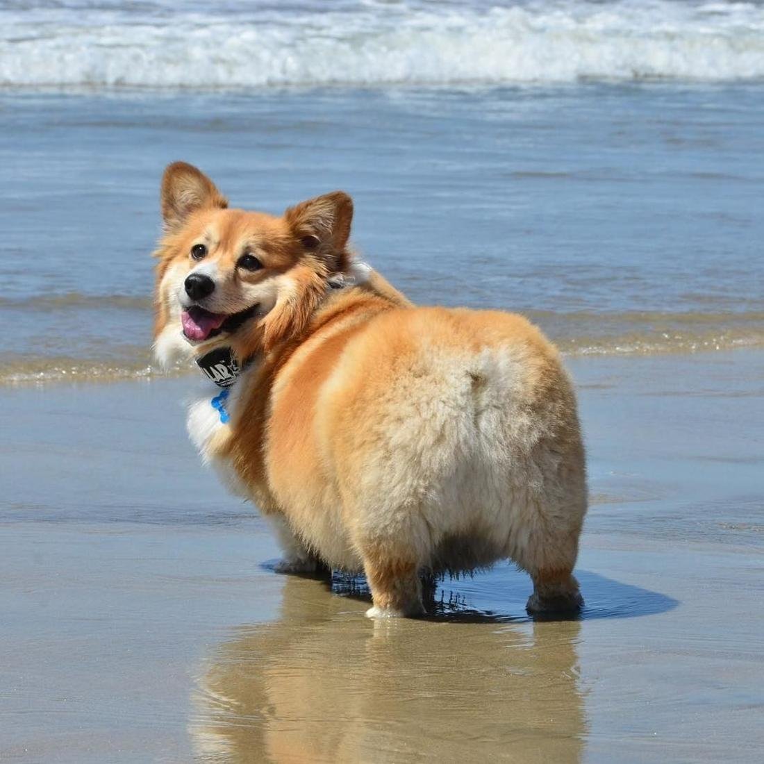 Вельш-корги жеппа