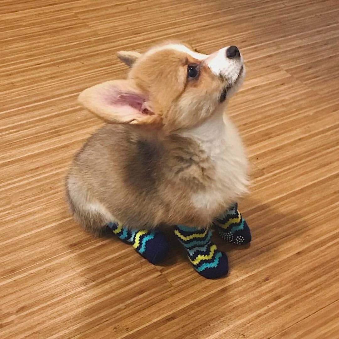 Корги в носках
