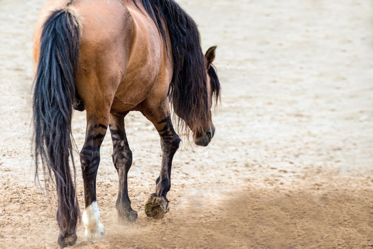 Кигер Мустанг жеребец