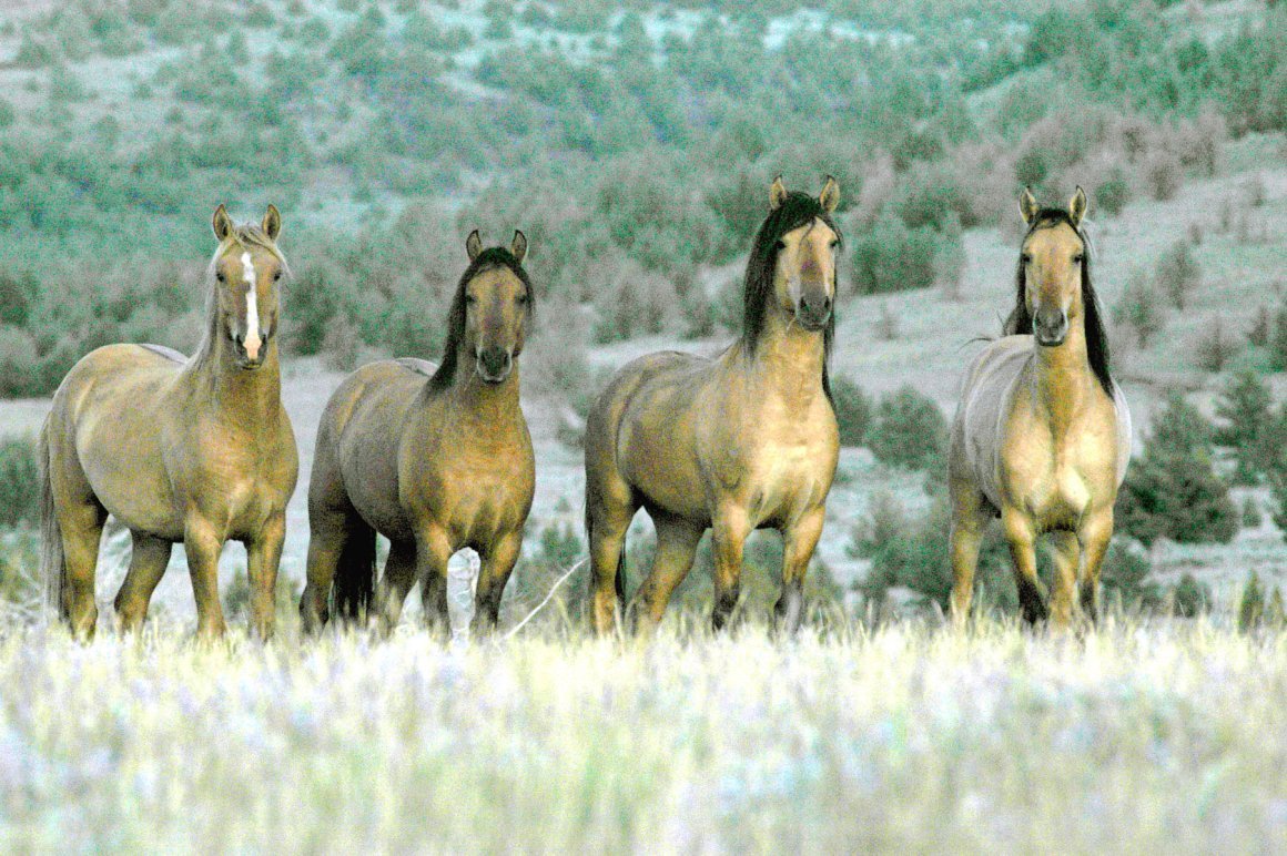 Кигер Мустанг и Мустанг