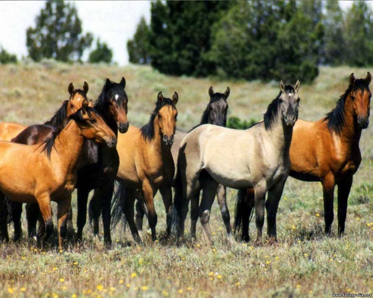 Дикие табуны диких лошадей