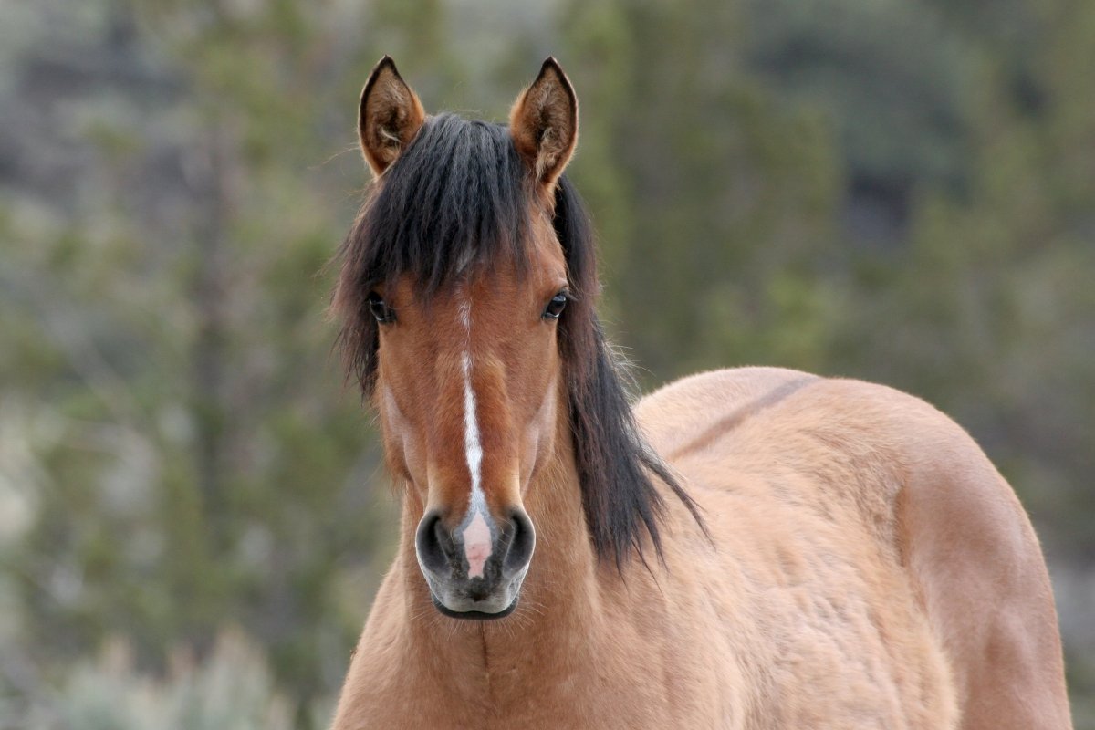 Кигер-Мустанг лошадь