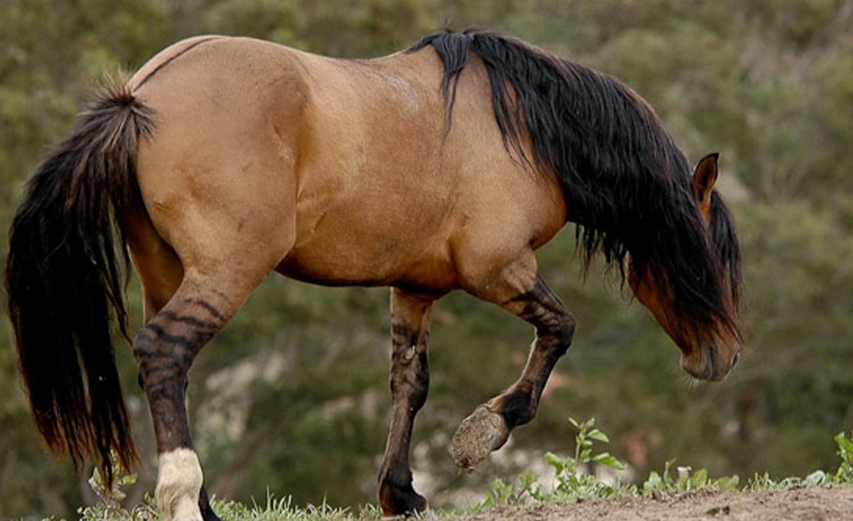 Лошади породы Кигер Мустанг