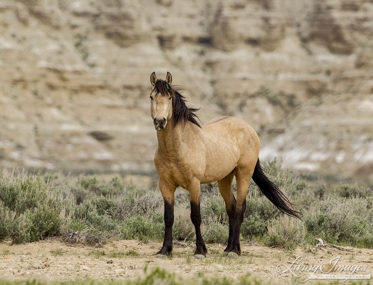 Кигер Мустанг жеребенок