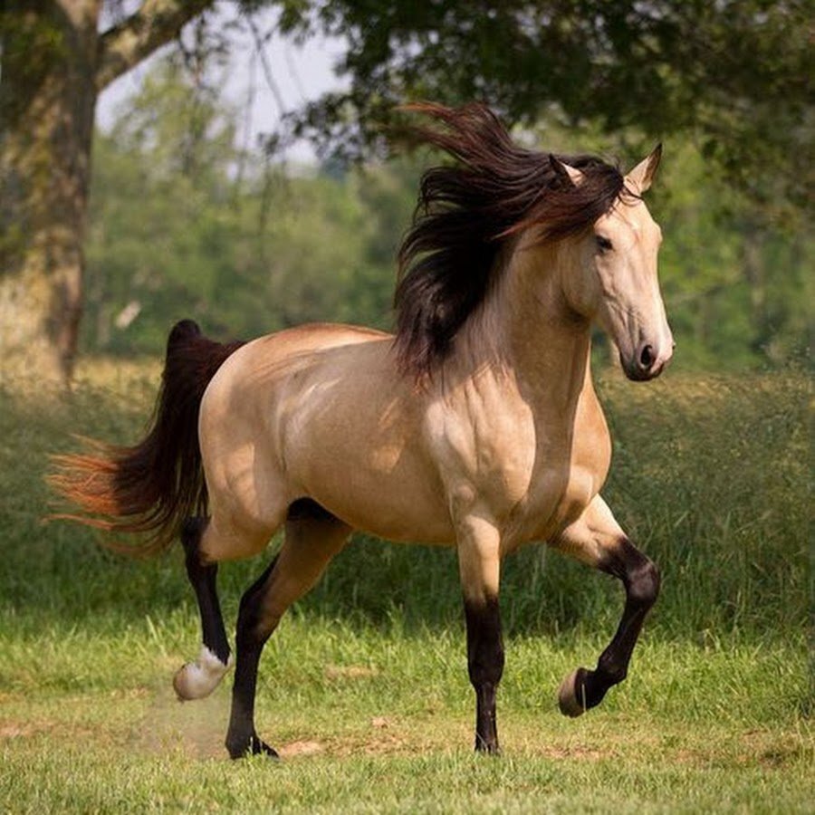 Порода Кигер Мустанг