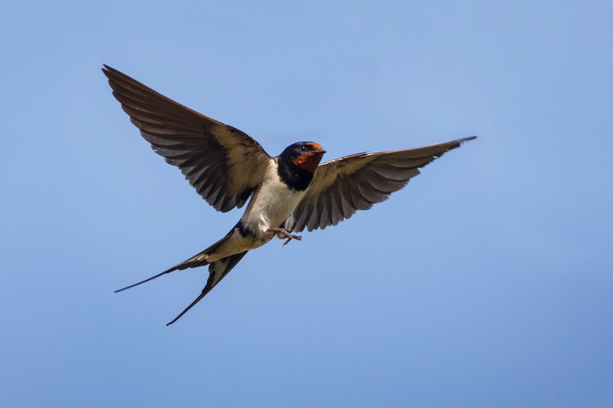 Калдиргоч куш