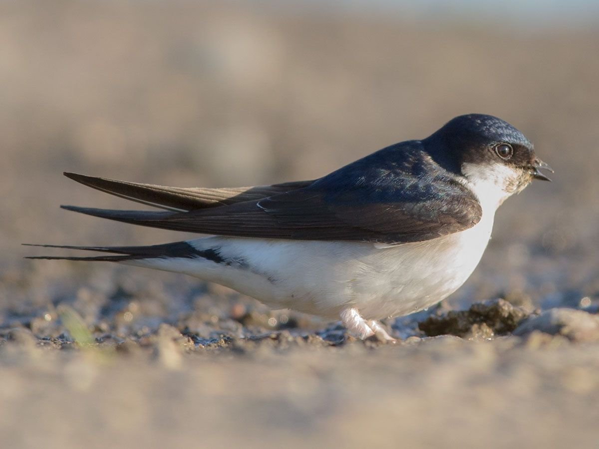 Городская Ласточка воронок