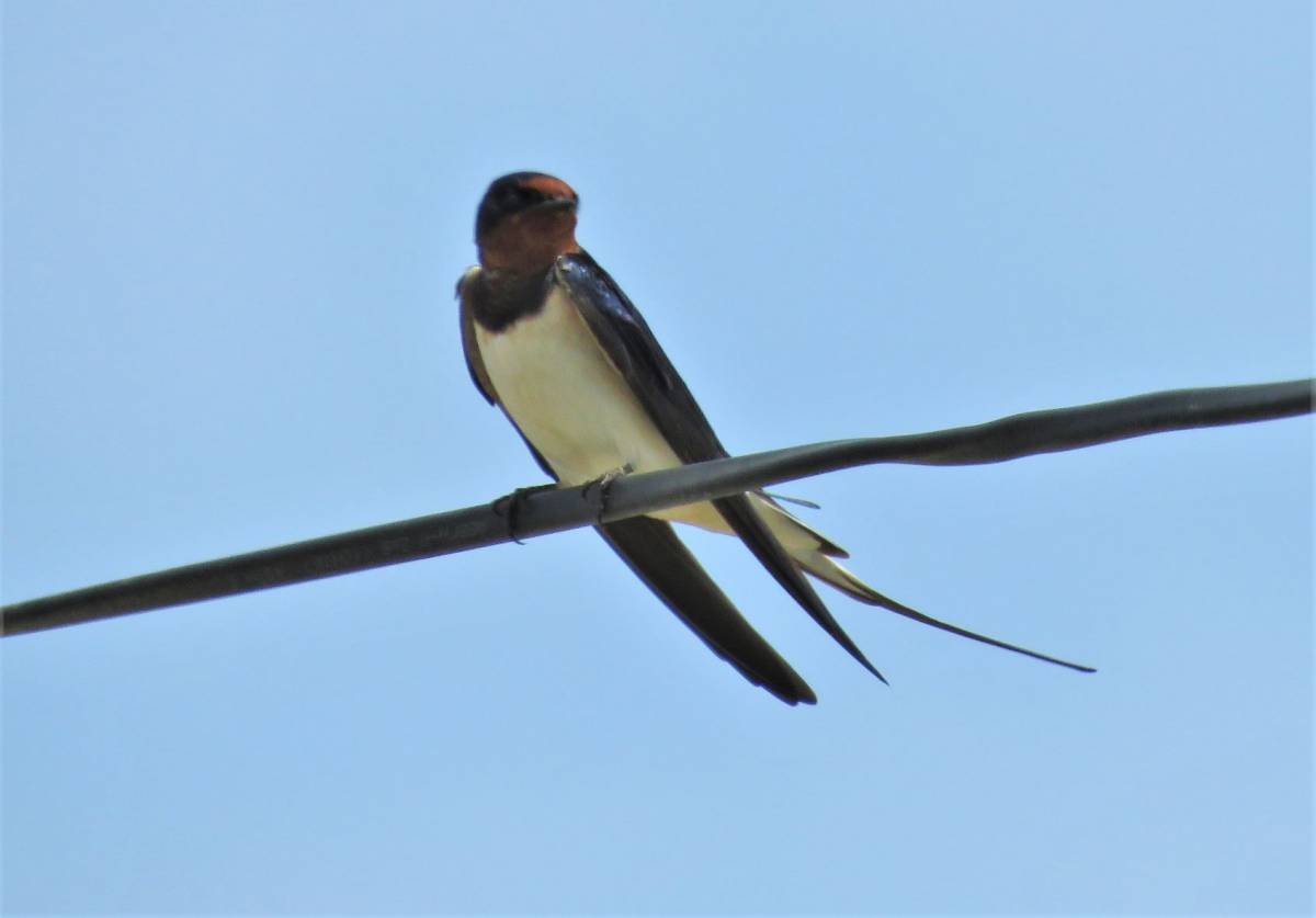 Чабалекей на русском языке птица