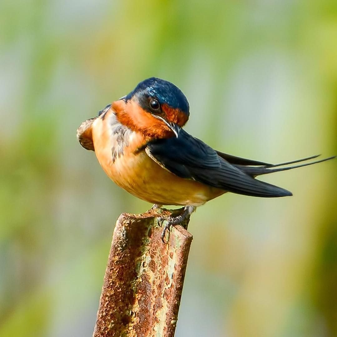 Ласточка на дереве