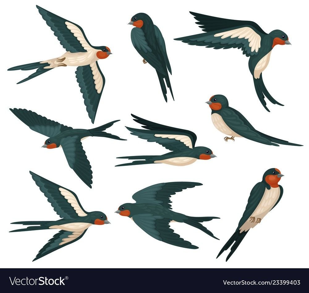 Ласточки и другие птицы вектор