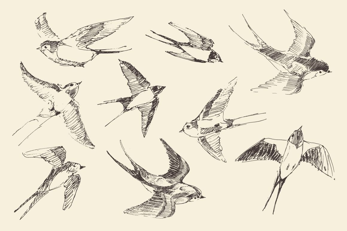 Набросок птицы в полете