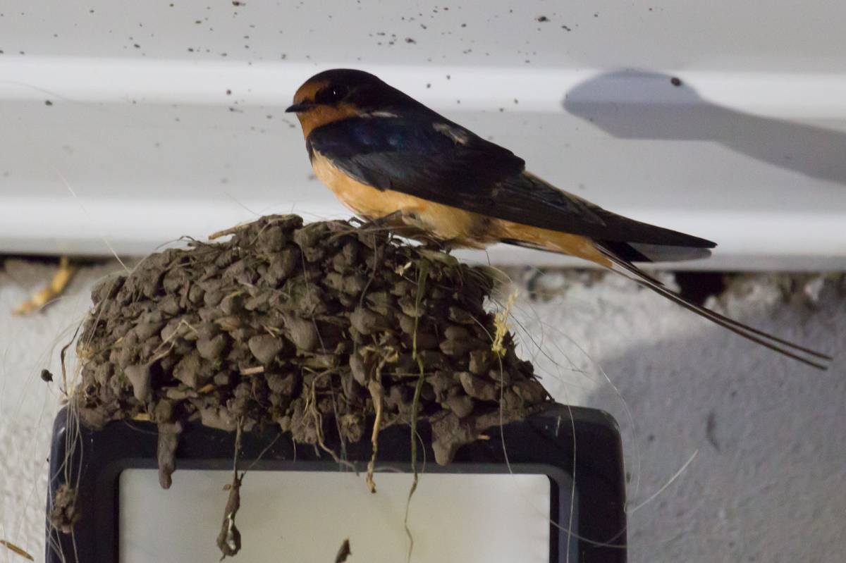 Ласточки в Сибири