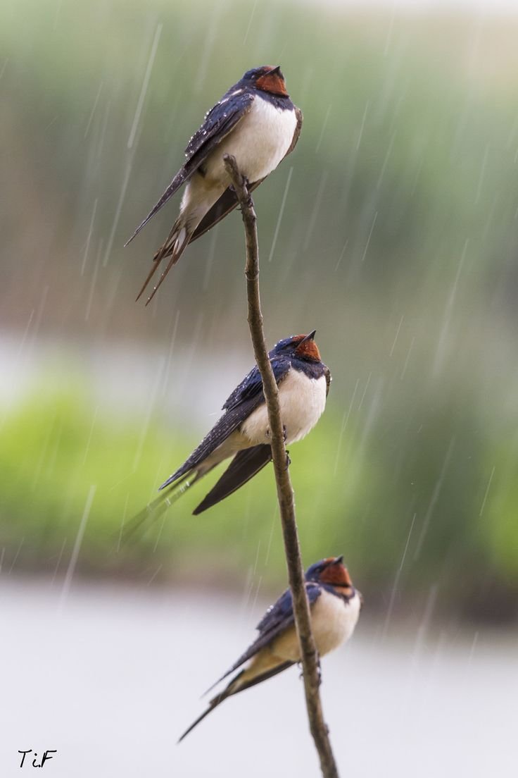 Ласточки перед дождем