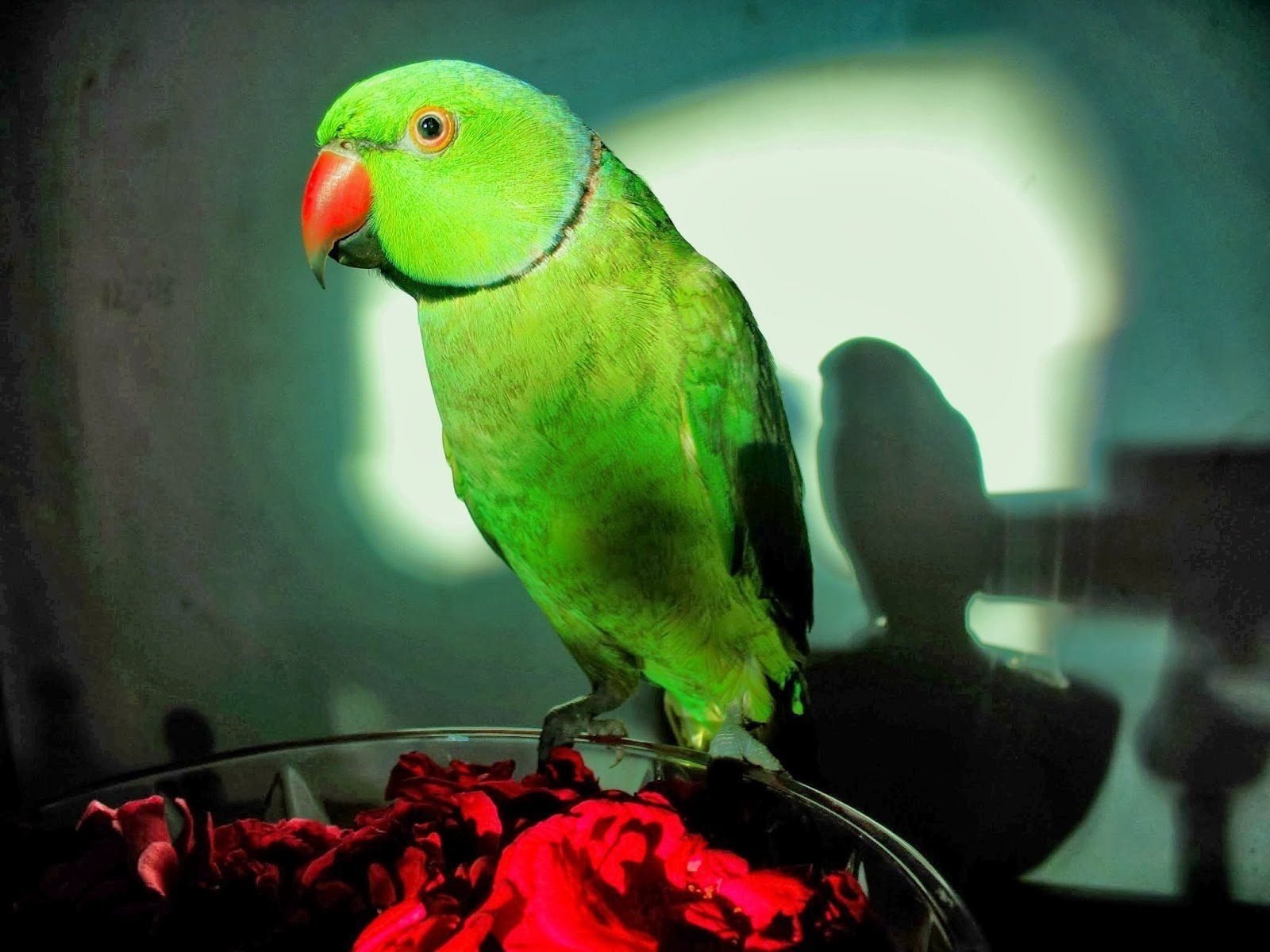 Говорящий ожереловый попугай. Попугай жако зеленый. Сенегальский попугай. Попугай зеленый волнистик. Ожереловый попугай.