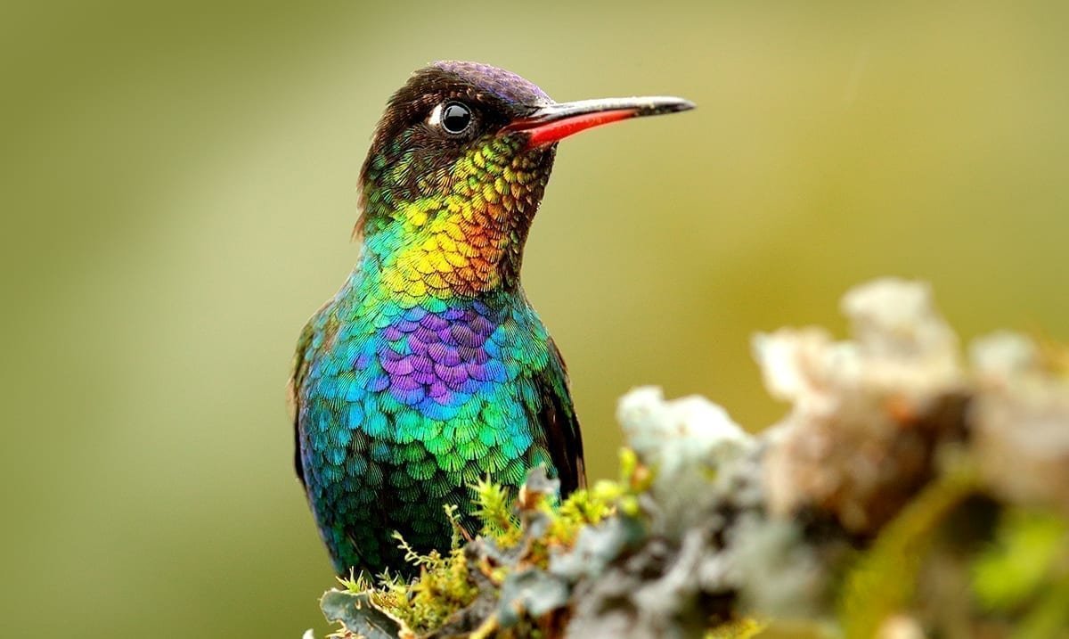 Маленькие разноцветные птицы. Маленькая разноцветная птичка в России. Sanc m2453