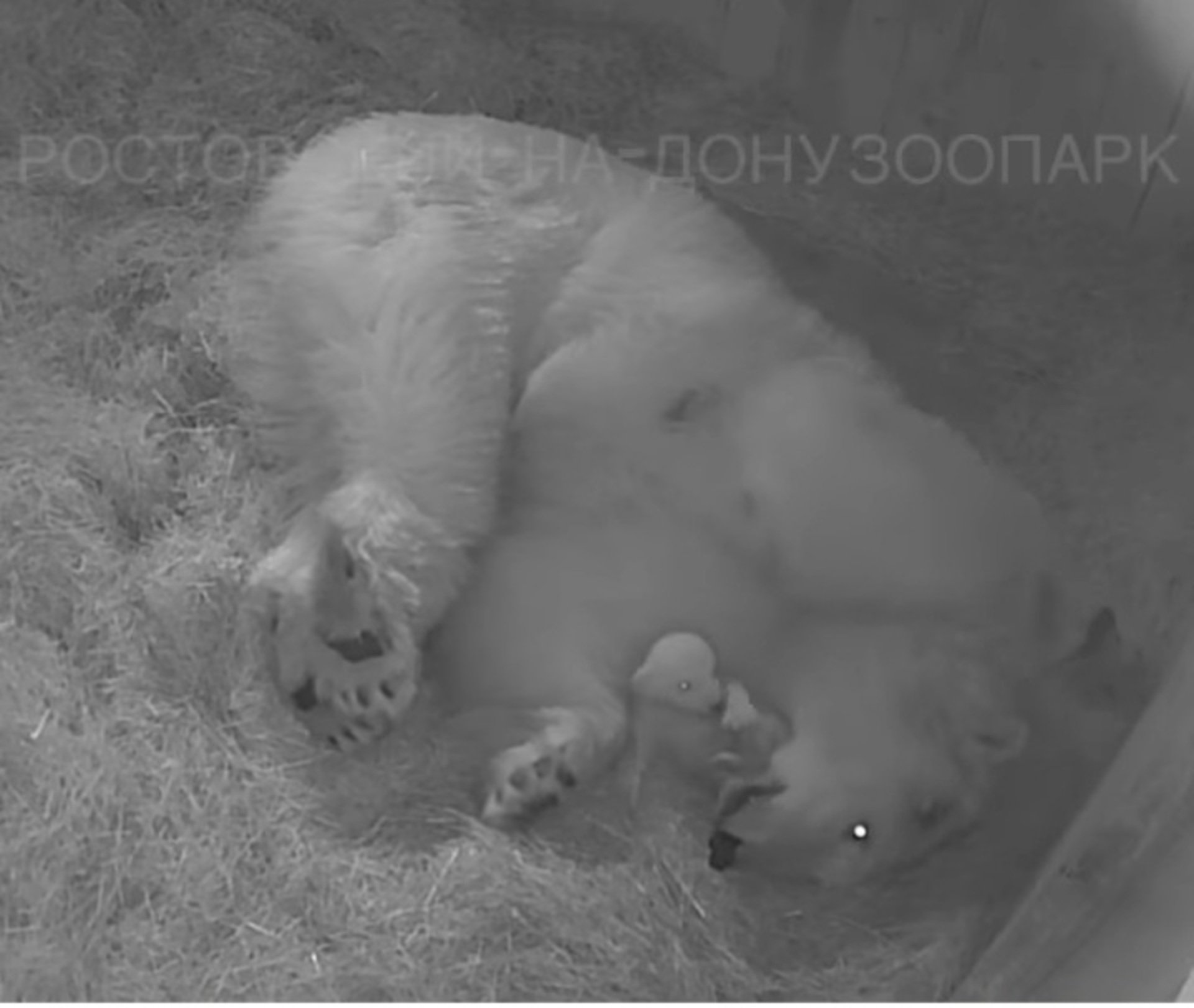Буран и медвежата. Новорожденные белые медвежата. Новорожденный белый медведь. Новорожденный Медвежонок белого медведя. Рождение белого медведя.