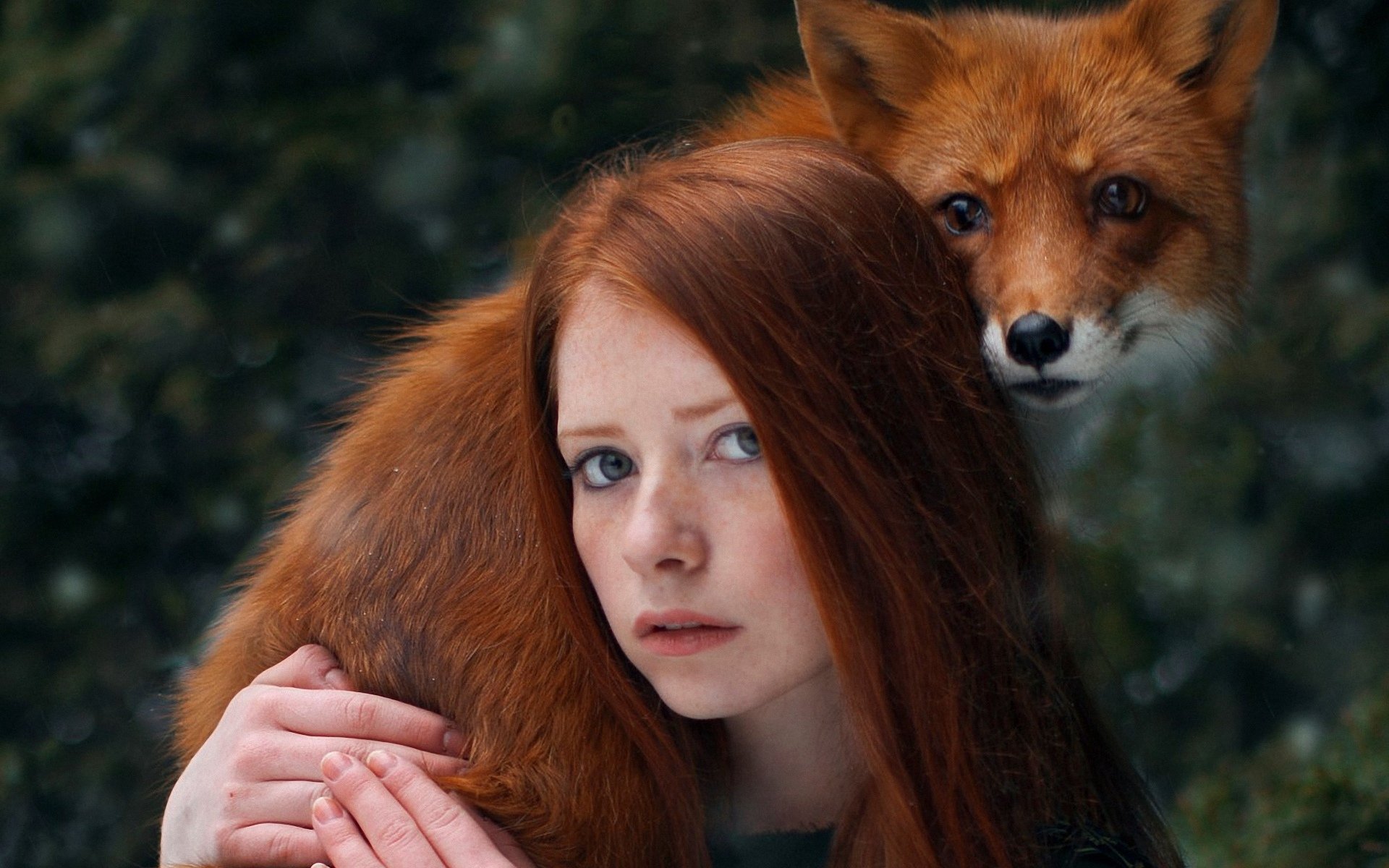 Рыжая fox