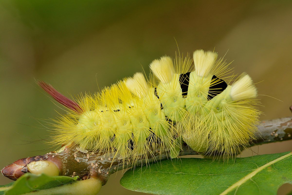 Calliteara pudibunda