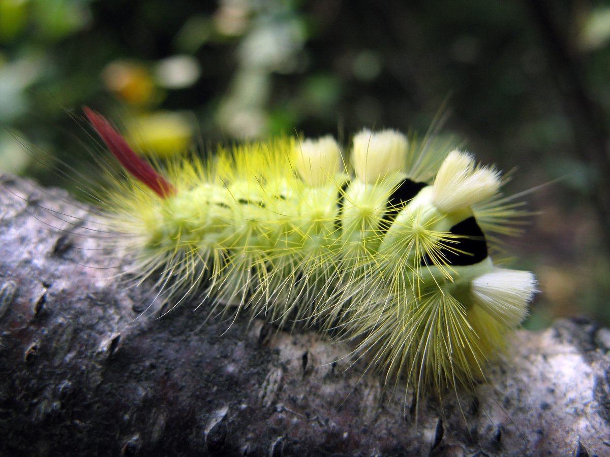Calliteara pudibunda гусеница