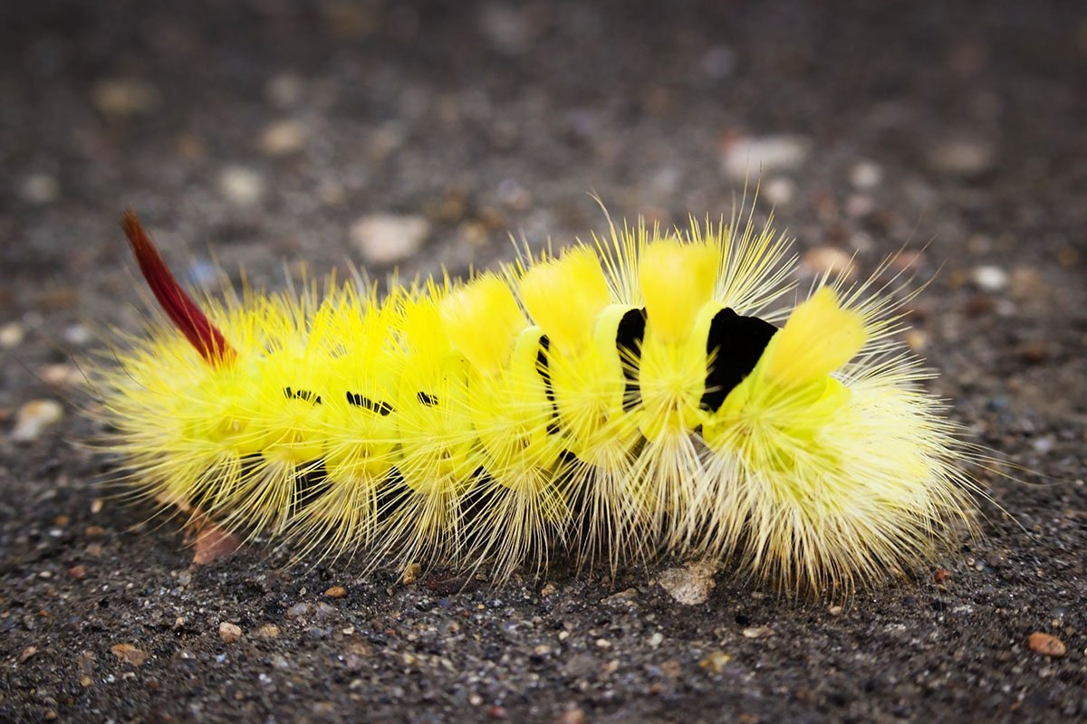 Бледная гусеница сумеречницы