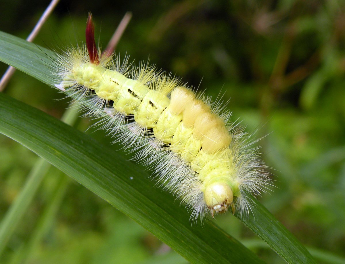 Гусеница шерстолапки стыдливой