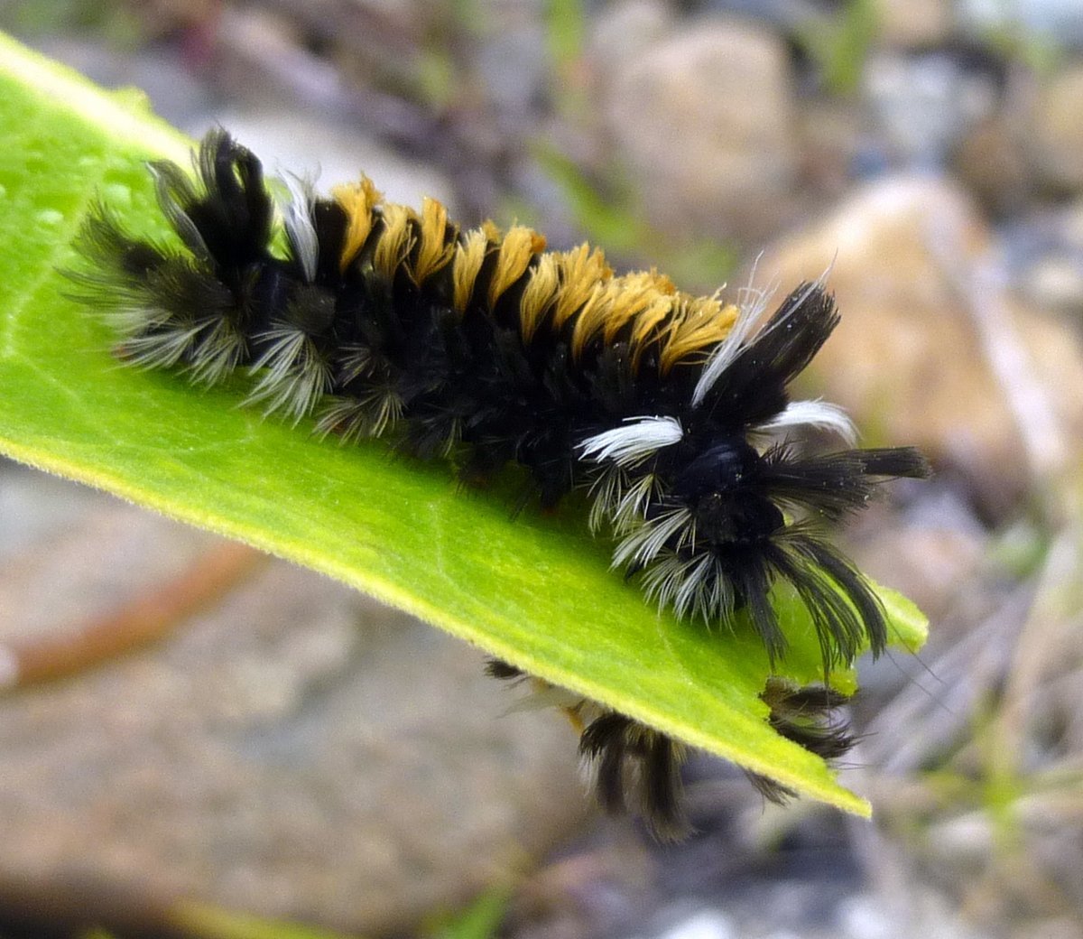 Гусеница волнянка ядовитая