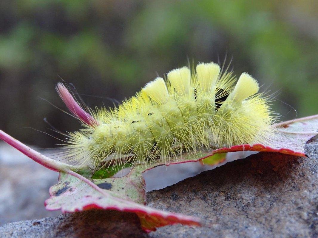 Гусеница волнянка ядовитая